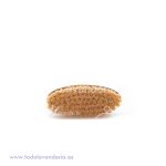 CEPILLO PARA DESMANCHAR TAMPICO S/MANGO *